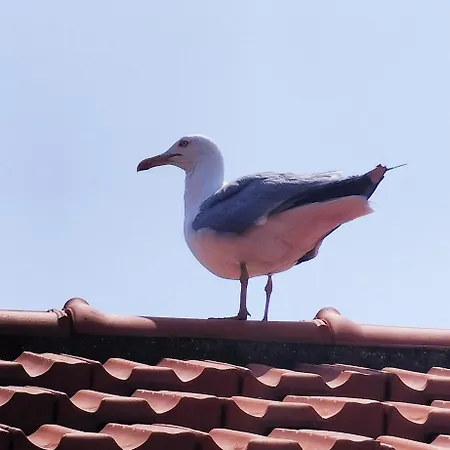 Seagulls, Elegance And Freedom ラヴァーニャ