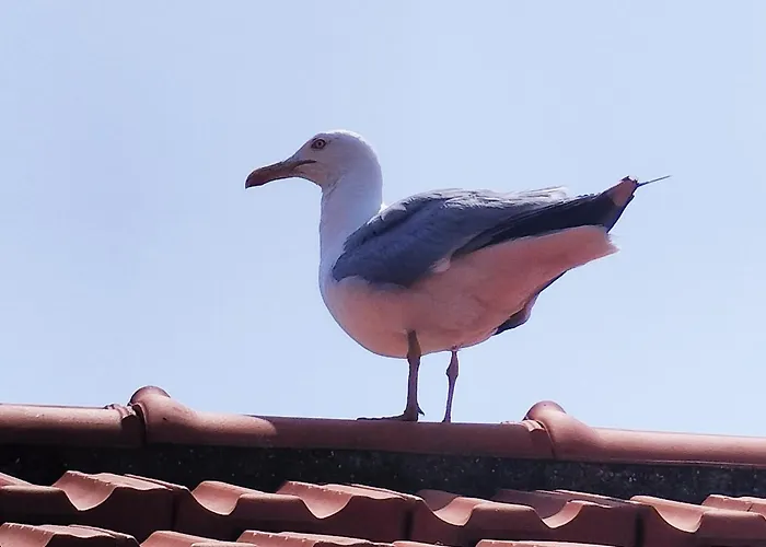 Seagulls, Elegance And Freedom Lavagna